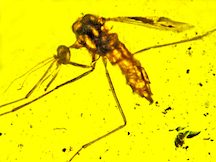 Ancient Malaria