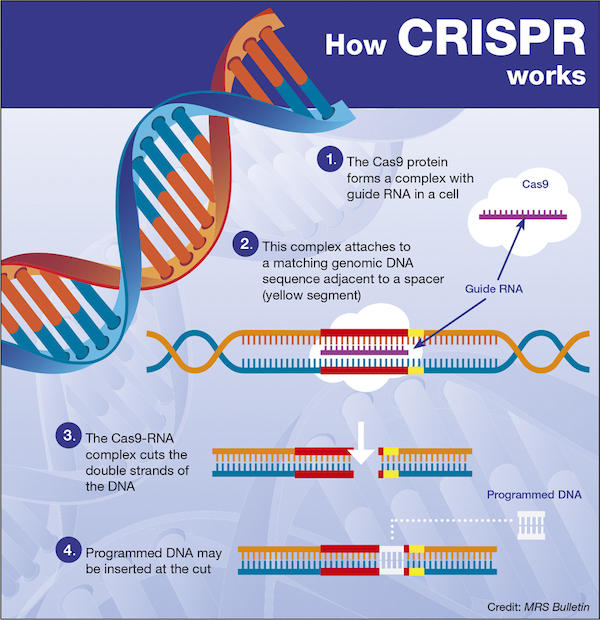 The Future of CRISPR is already here